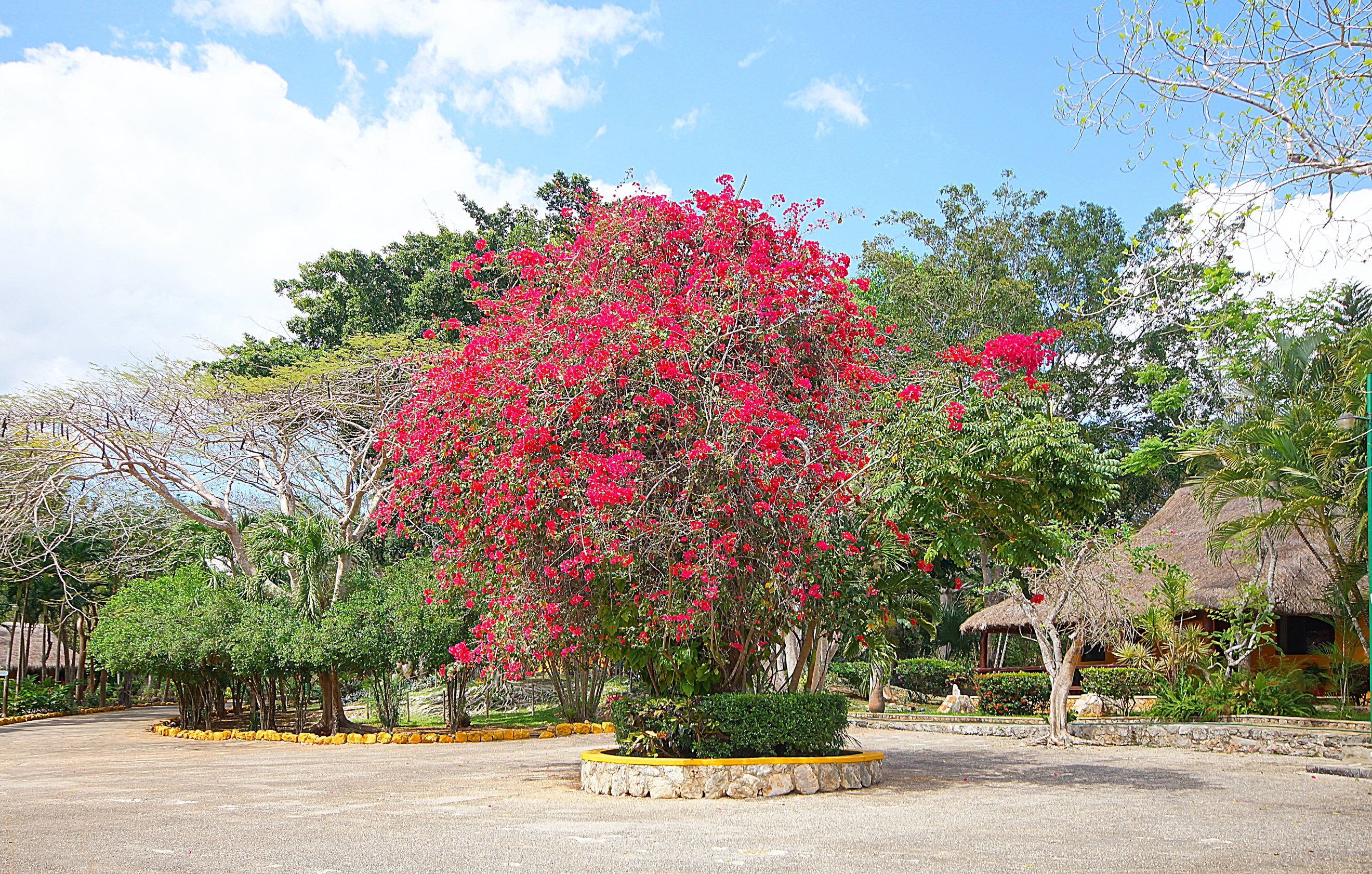 Цветущее дерево у шоссе в г. Канкун. Фото Морошкина В.В.