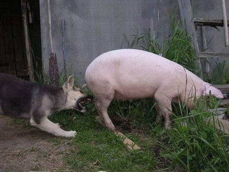 кус.свинью