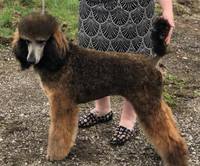 sable Cosmic Caliber Standard Poodles