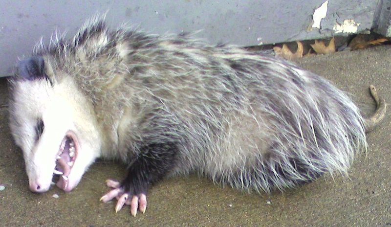 Opossum2