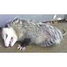 Opossum2