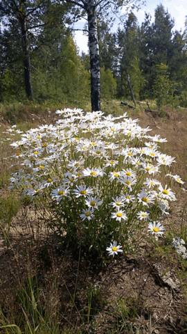 Чайная беседка