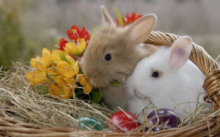 thumb2-cute-animals-rabbits-spring-easter-easter-eggs