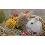 thumb2-cute-animals-rabbits-spring-easter-easter-eggs