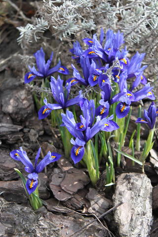 Чайная беседка