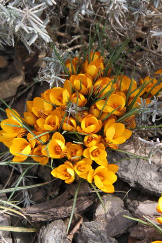 Чайная беседка