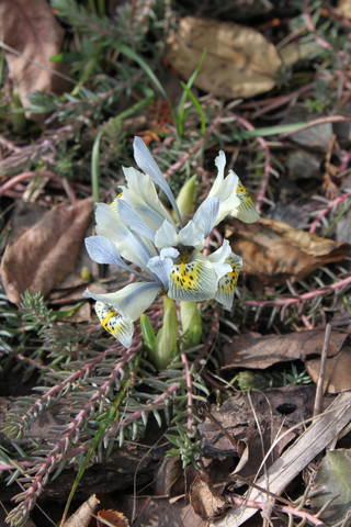 Чайная беседка