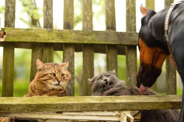 VFL.RU - ваш фотохостинг