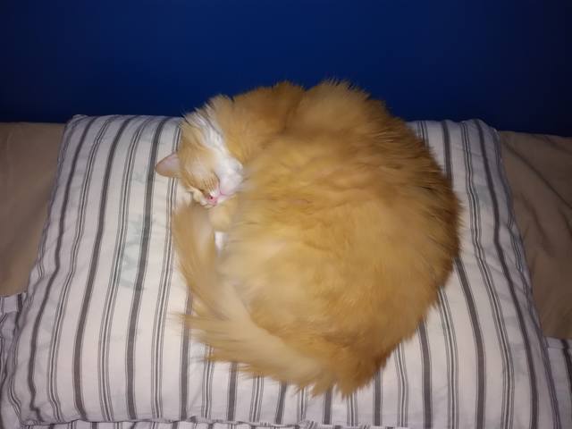 Кошки в нашей жизни. Кошки и все, что с ними связано.