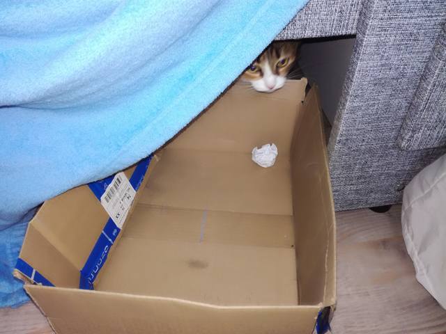 Кошки в нашей жизни. Кошки и все, что с ними связано.