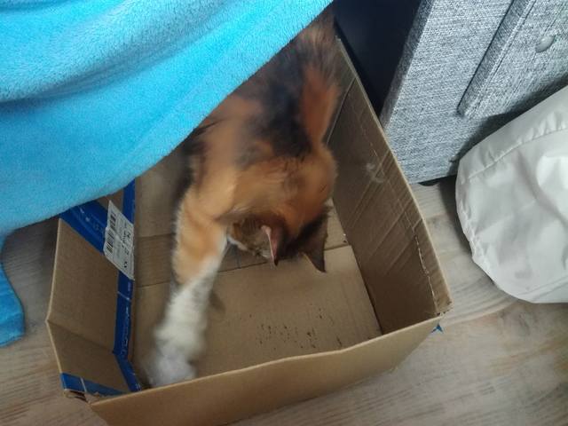 Кошки в нашей жизни. Кошки и все, что с ними связано.