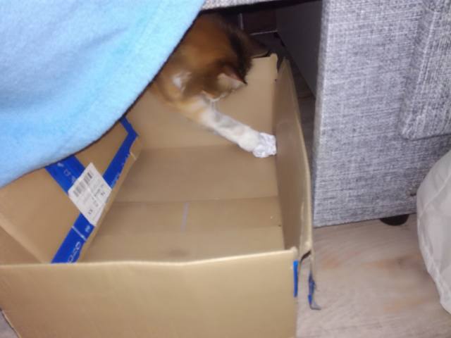 Кошки в нашей жизни. Кошки и все, что с ними связано.