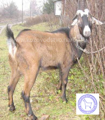 Купидон 2 Ирина Русина