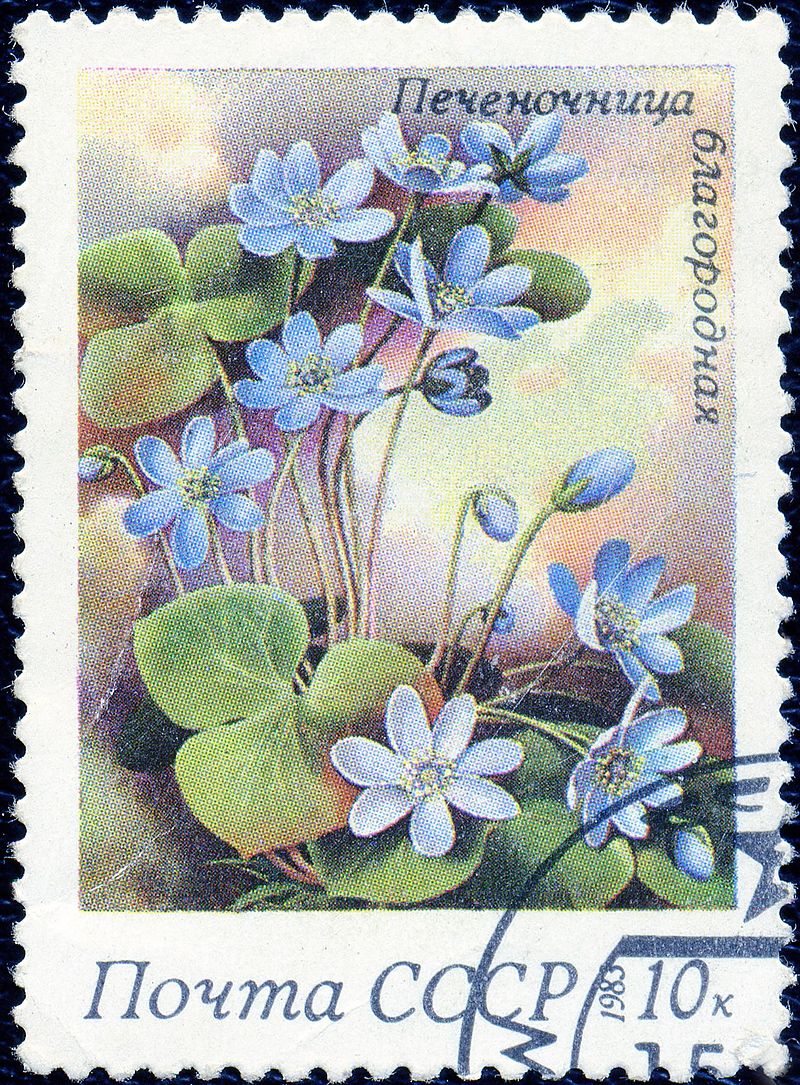 печеночница