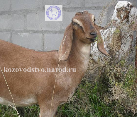 Луна 2 silverheartcats