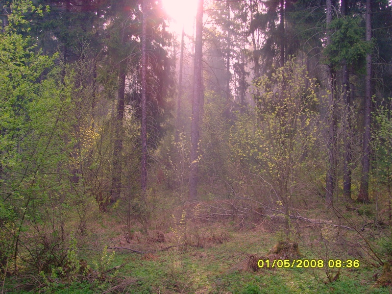 лес (1)