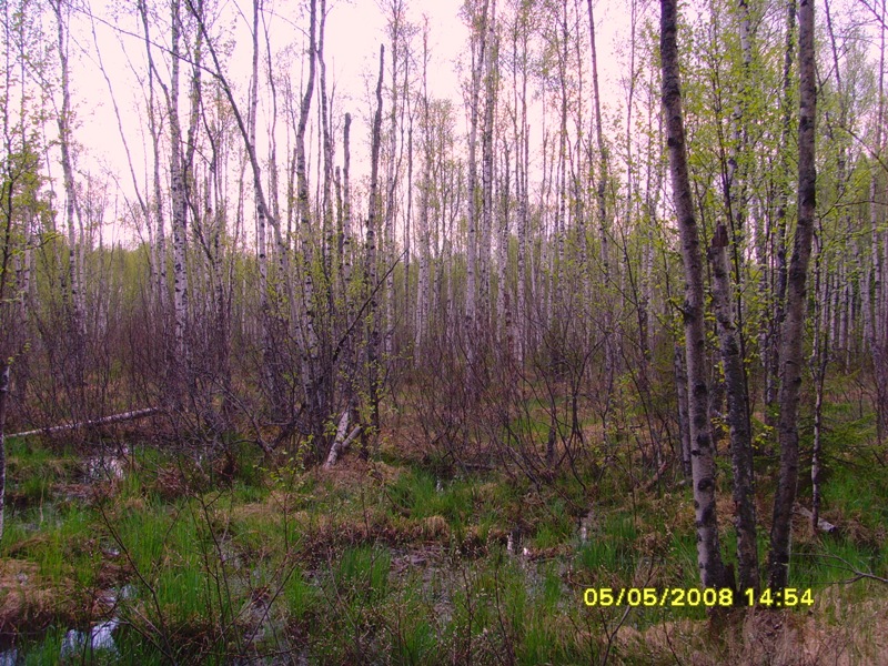 болото (2)