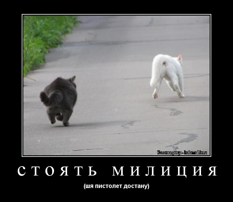 Песня я куча бежал. Чёрная кошка перебежала дорогу. Черный кот перебегает дорогу. Кот переходит дорогу. Котята бегают.