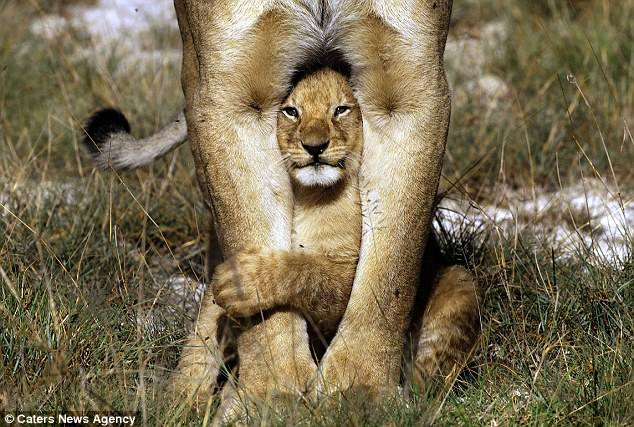 Cub-Lioness