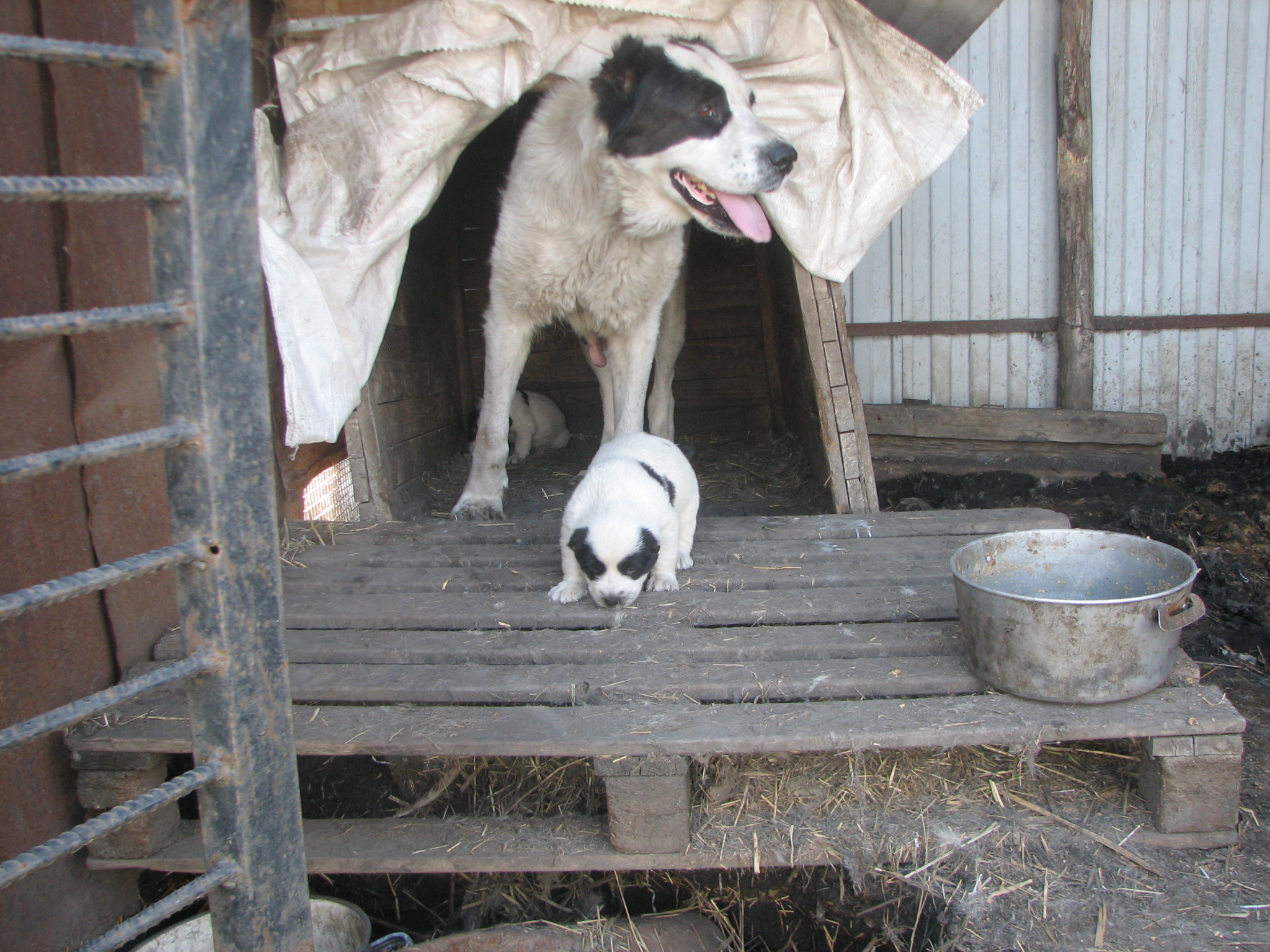 Веста и щенок