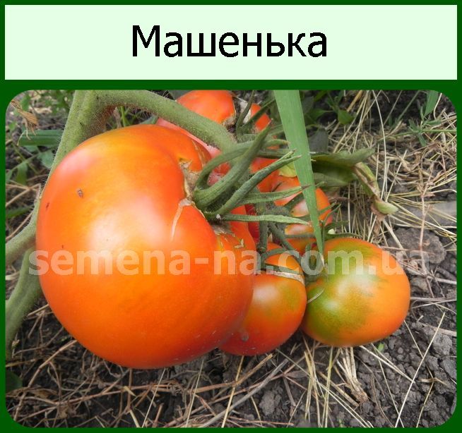 Томат машенька характеристика и описание