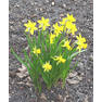 Молодые нарциссы в палисаднике около ул. Строителей. Фото Морошкина В.В.