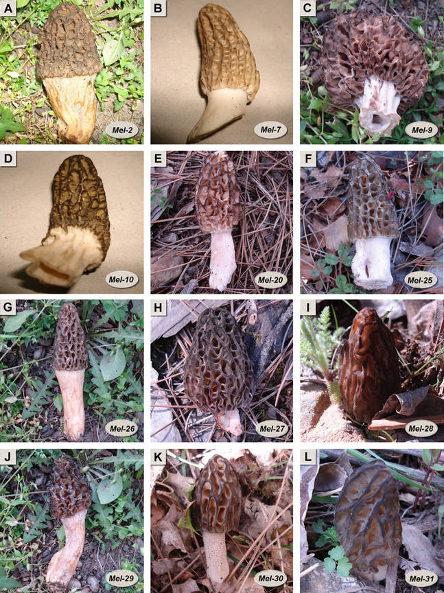 Morchella Elata