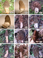 Morchella Elata