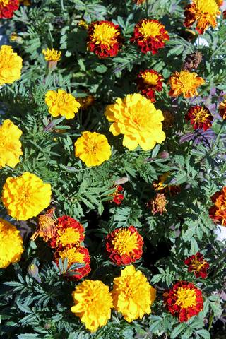 VFL.RU - ваш фотохостинг