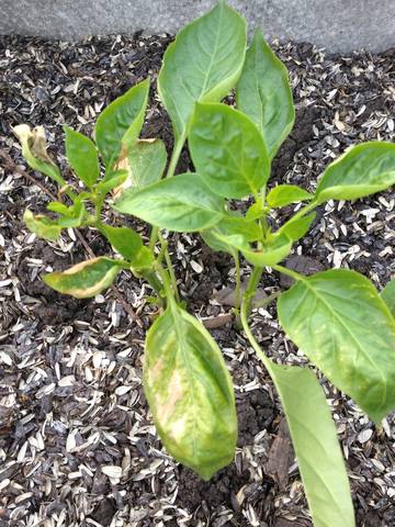 Недостаток микроэлементов у перцев. Перец листья куст. Дефицит элементов у перца. Нехватка по листу перца. Хлороз рассады перцев.