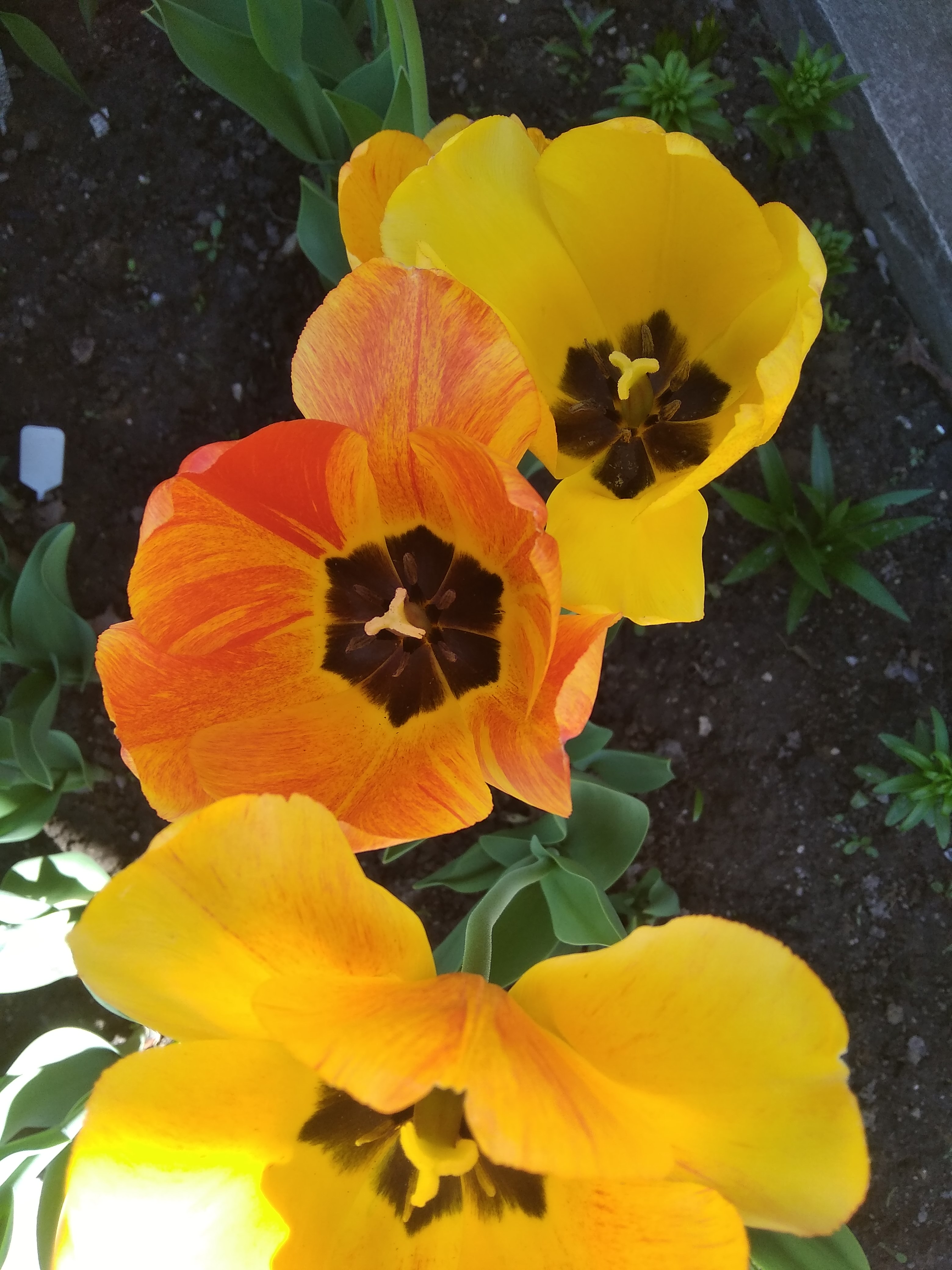 апельдорн (5)