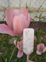 VFL.RU - ваш фотохостинг