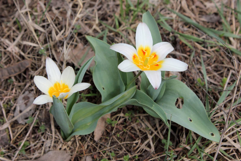 Tulipa kaufmanniana 1
