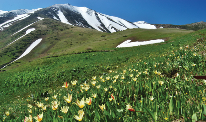 Tulipa kaufmanniana