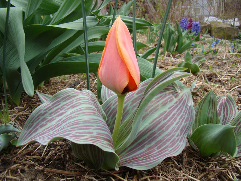 Tulipa Greigii Group Y001
