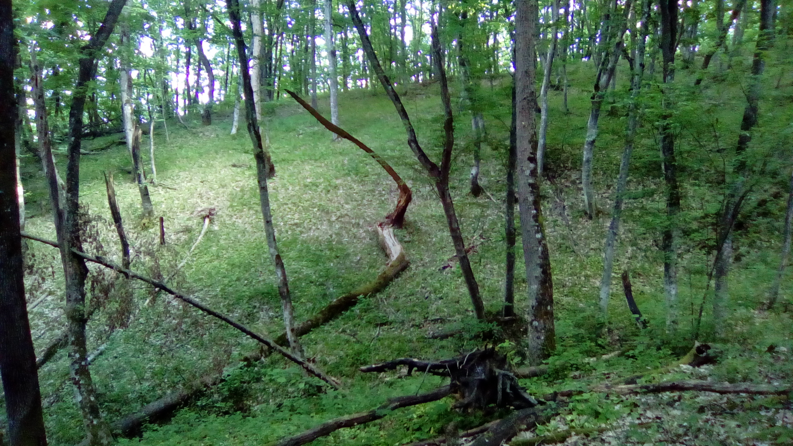 лес коряги 142