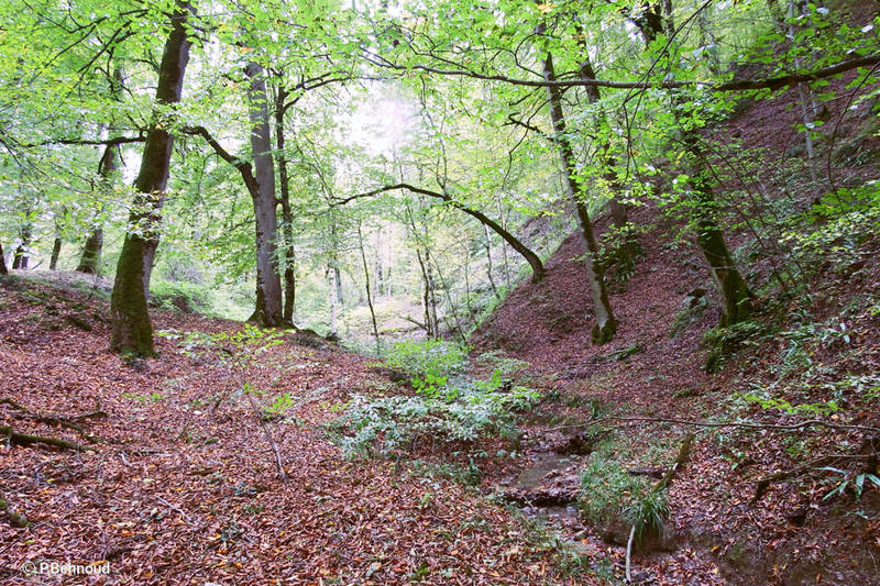 Caspian-Hyrcanian-mixed-forests