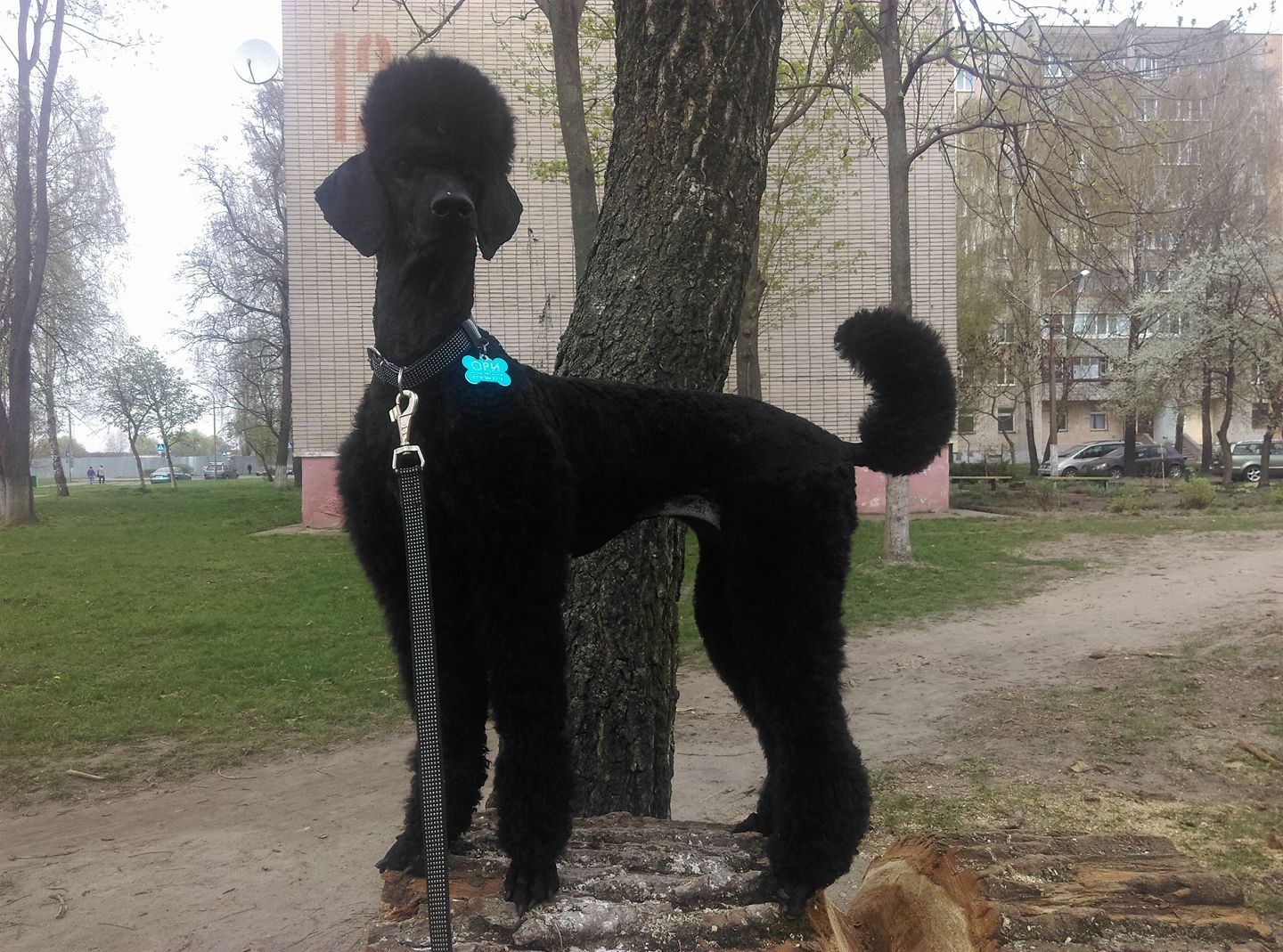 Ори