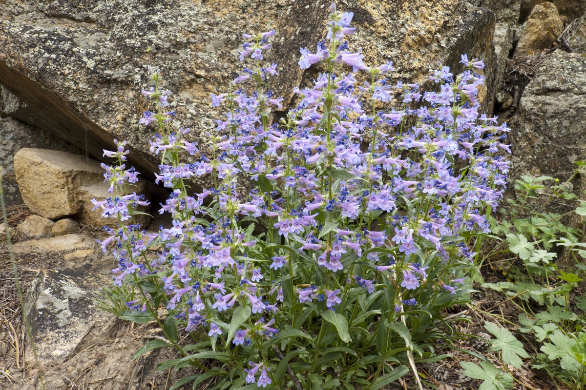 front-range-beardtongue-penstemon-virens-rmnp-dakota-duff