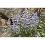 front-range-beardtongue-penstemon-virens-rmnp-dakota-duff