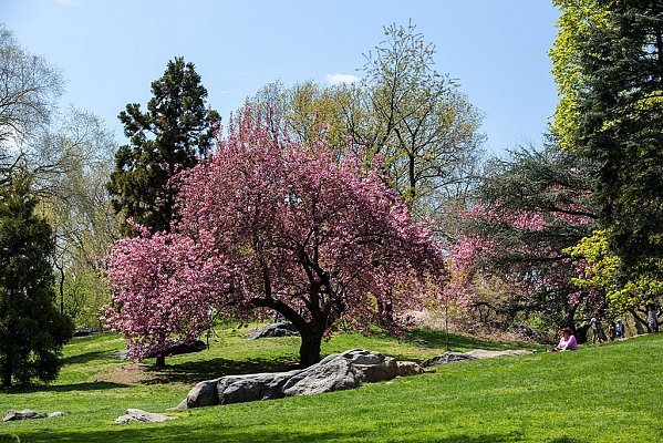 tsentralnyy-park-nyu-yorka 3