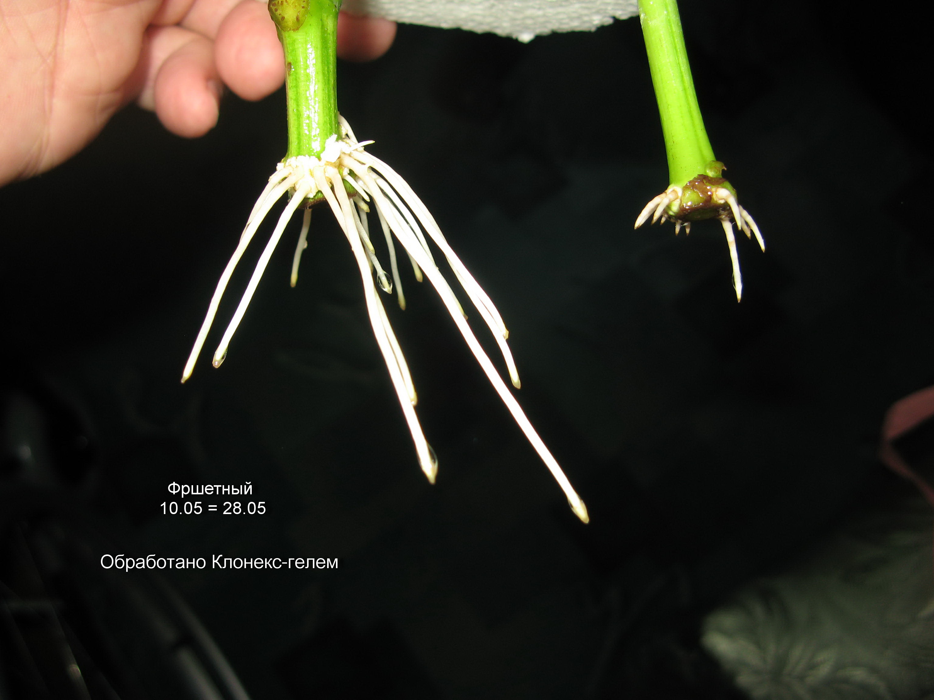 Фурш - Клонекс