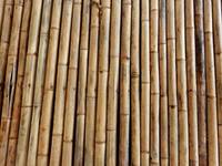 bamboo (5)