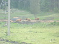 VFL.RU - ваш фотохостинг