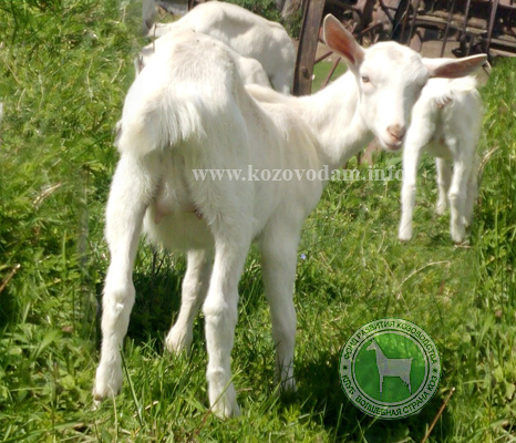 Дженнифер talanov2011