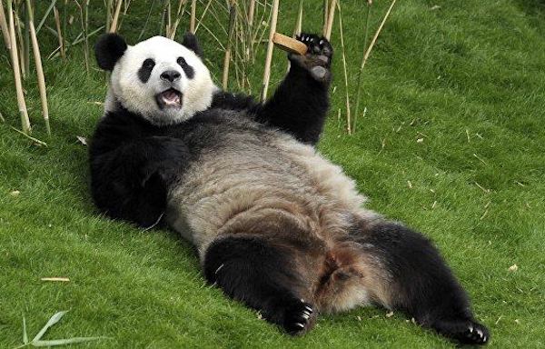 panda