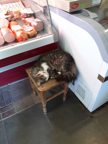Кошечка у магазина Кошечка у магазина