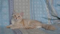charlston 64