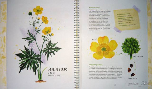 VFL.RU - ваш фотохостинг