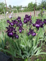 VFL.RU - ваш фотохостинг